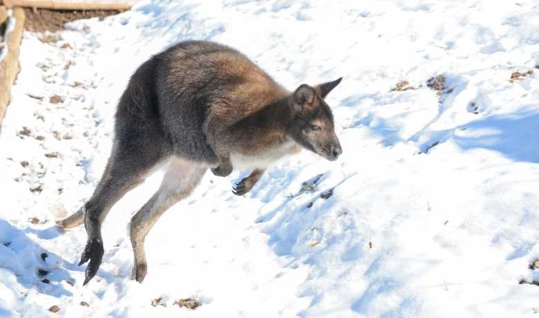 Kangaroo In The Snow