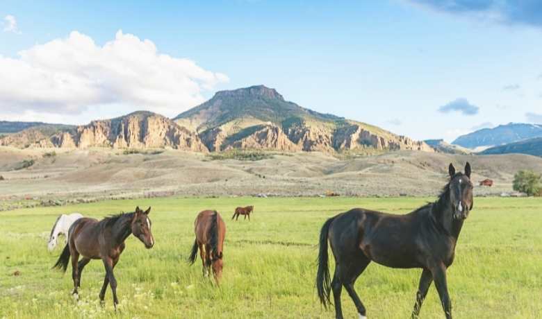 Moving To Cody, Wyoming